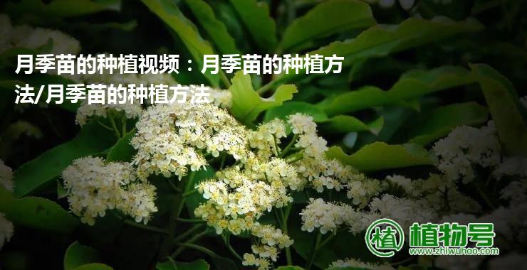 月季苗的种植视频：月季苗的种植方法/月季苗的种植方法