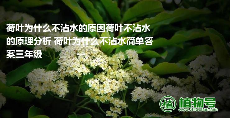 荷叶为什么不沾水的原因荷叶不沾水的原理分析 荷叶为什么不沾水简单答案三年级