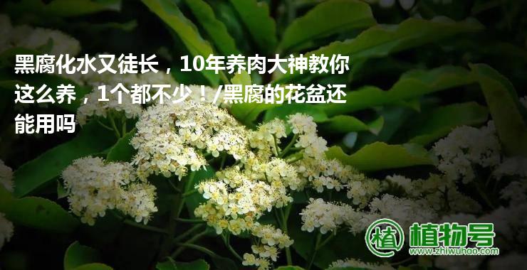 黑腐化水又徒长，10年养肉大神教你这么养，1个都不少！/黑腐的花盆还能用吗