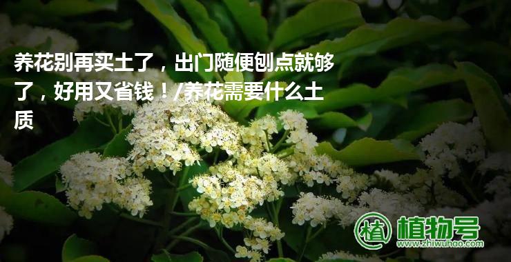 养花别再买土了，出门随便刨点就够了，好用又省钱！/养花需要什么土质