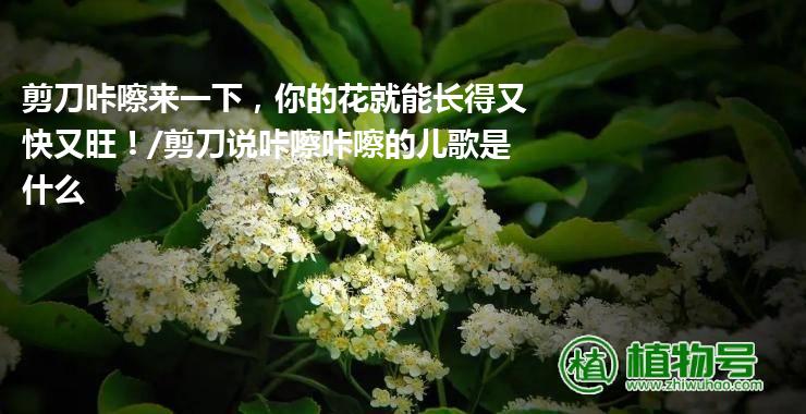 剪刀咔嚓来一下，你的花就能长得又快又旺！/剪刀说咔嚓咔嚓的儿歌是什么