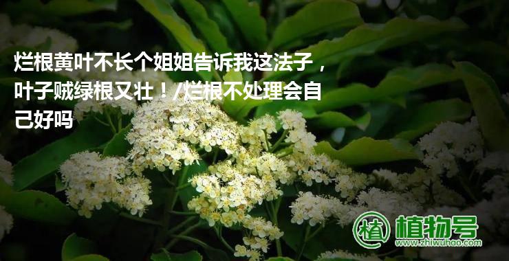 烂根黄叶不长个姐姐告诉我这法子，叶子贼绿根又壮！/烂根不处理会自己好吗