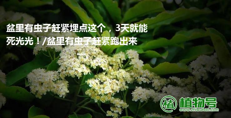 盆里有虫子赶紧埋点这个，3天就能死光光！/盆里有虫子赶紧跑出来