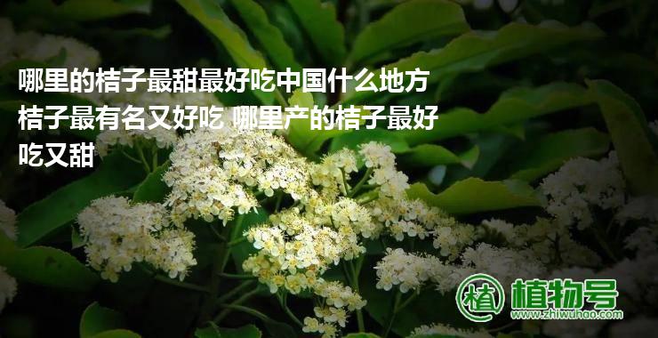 哪里的桔子最甜最好吃中国什么地方桔子最有名又好吃 哪里产的桔子最好吃又甜