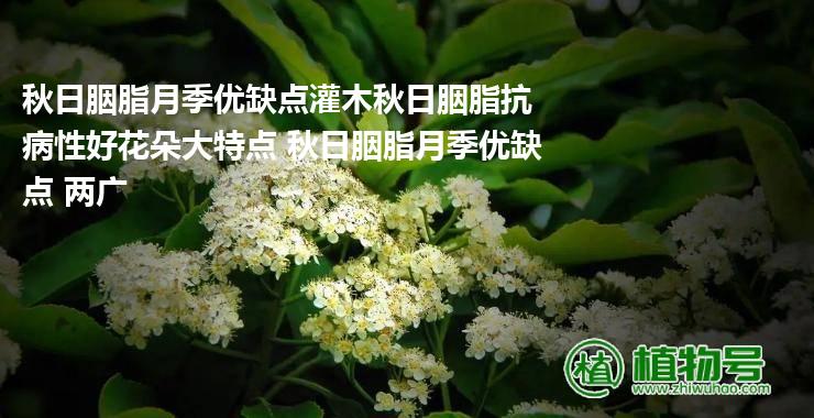 秋日胭脂月季优缺点灌木秋日胭脂抗病性好花朵大特点 秋日胭脂月季优缺点 两广