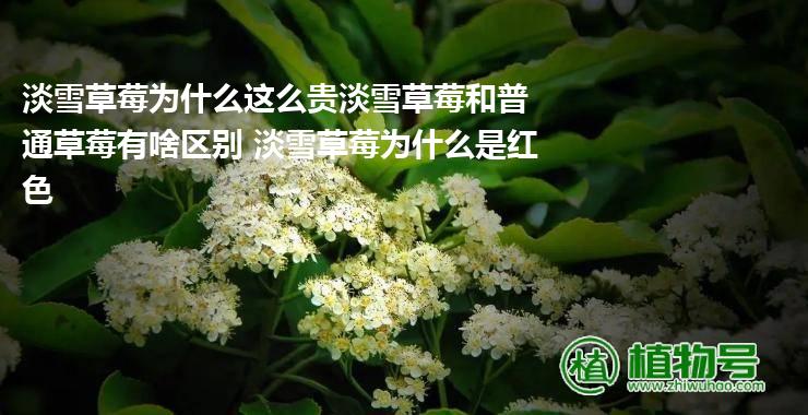 淡雪草莓为什么这么贵淡雪草莓和普通草莓有啥区别 淡雪草莓为什么是红色