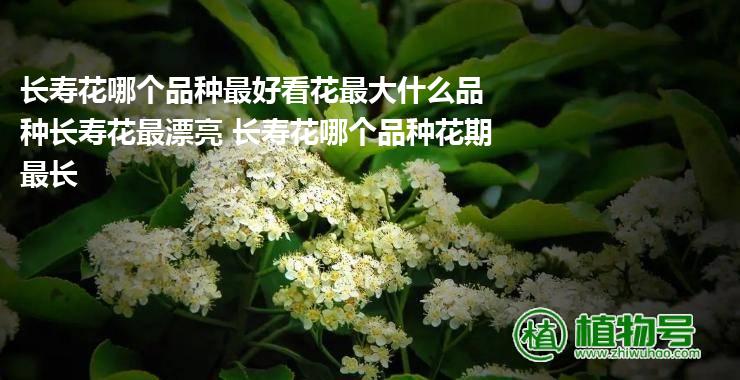 长寿花哪个品种最好看花最大什么品种长寿花最漂亮 长寿花哪个品种花期最长