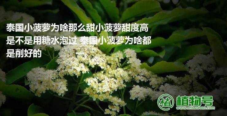 泰国小菠萝为啥那么甜小菠萝甜度高是不是用糖水泡过 泰国小菠萝为啥都是削好的