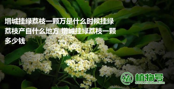 增城挂绿荔枝一颗万是什么时候挂绿荔枝产自什么地方 增城挂绿荔枝一颗多少钱