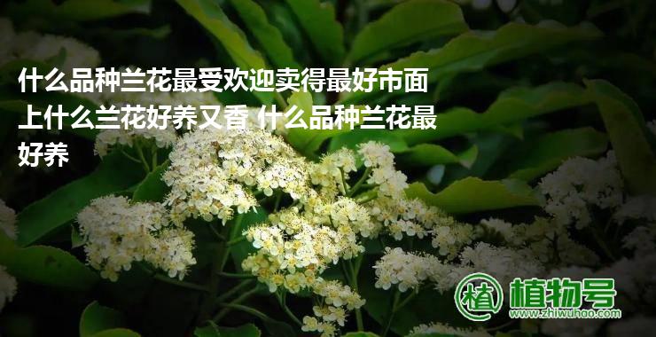 什么品种兰花最受欢迎卖得最好市面上什么兰花好养又香 什么品种兰花最好养