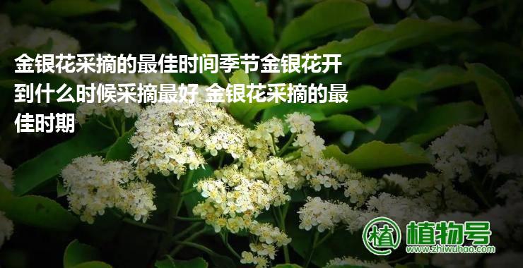 金银花采摘的最佳时间季节金银花开到什么时候采摘最好 金银花采摘的最佳时期