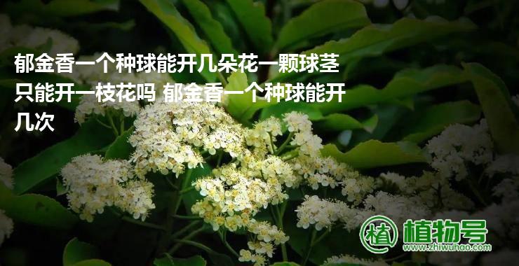 郁金香一个种球能开几朵花一颗球茎只能开一枝花吗 郁金香一个种球能开几次