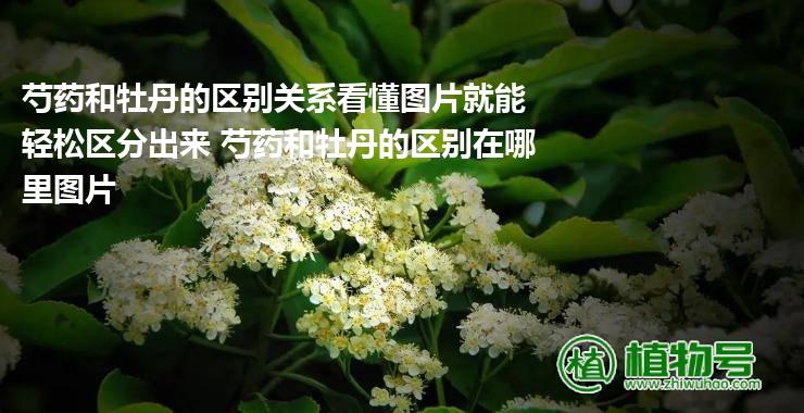 芍药和牡丹的区别关系看懂图片就能轻松区分出来 芍药和牡丹的区别在哪里图片