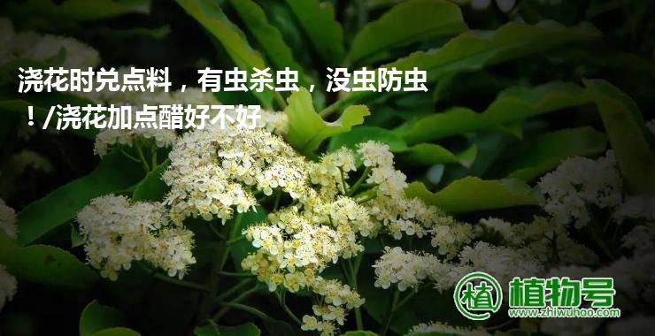 浇花时兑点料，有虫杀虫，没虫防虫！/浇花加点醋好不好