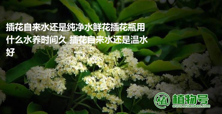 插花自来水还是纯净水鲜花插花瓶用什么水养时间久 插花自来水还是温水好