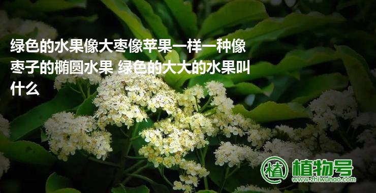 绿色的水果像大枣像苹果一样一种像枣子的椭圆水果 绿色的大大的水果叫什么