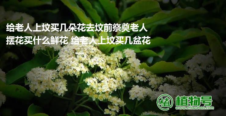 给老人上坟买几朵花去坟前祭奠老人摆花买什么鲜花 给老人上坟买几盆花