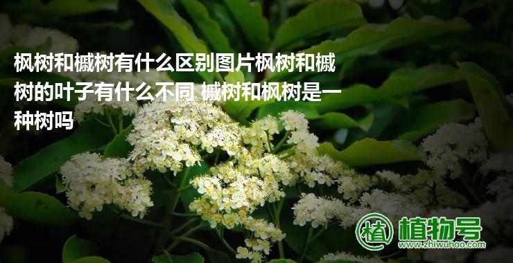 枫树和槭树有什么区别图片枫树和槭树的叶子有什么不同 槭树和枫树是一种树吗