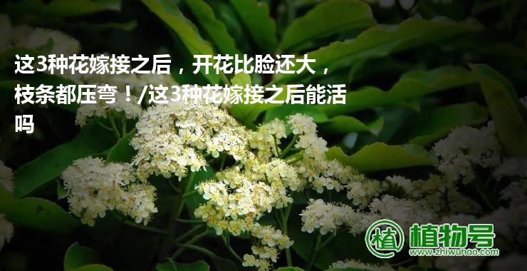 这3种花嫁接之后，开花比脸还大，枝条都压弯！/这3种花嫁接之后能活吗