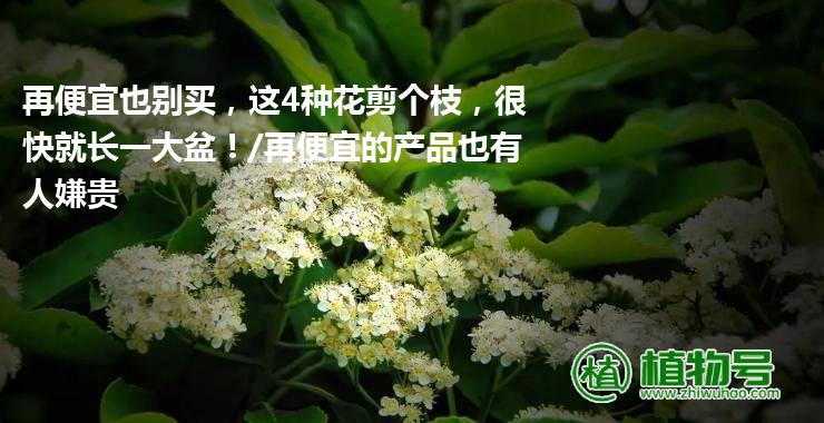 再便宜也别买，这4种花剪个枝，很快就长一大盆！/再便宜的产品也有人嫌贵