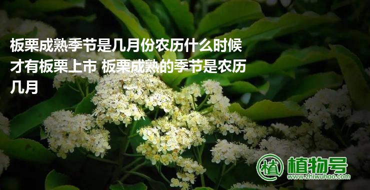 板栗成熟季节是几月份农历什么时候才有板栗上市 板栗成熟的季节是农历几月