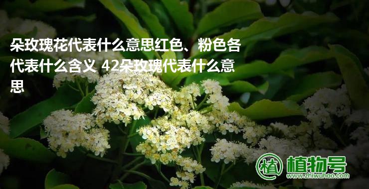 朵玫瑰花代表什么意思红色、粉色各代表什么含义 42朵玫瑰代表什么意思