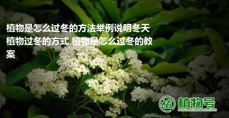 植物是怎么过冬的方法举例说明冬天植物过冬的方式 植物是怎么过冬的教案