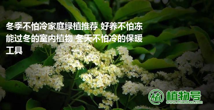 冬季不怕冷家庭绿植推荐 好养不怕冻能过冬的室内植物 冬天不怕冷的保暖工具