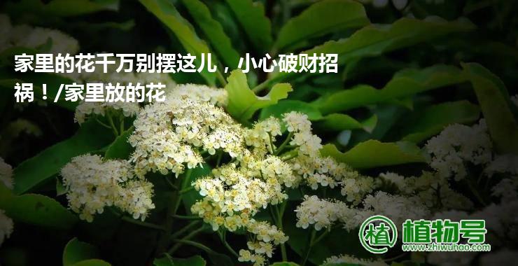 家里的花千万别摆这儿，小心破财招祸！/家里放的花