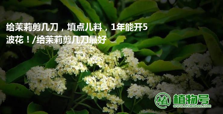 给茉莉剪几刀，填点儿料，1年能开5波花！/给茉莉剪几刀最好