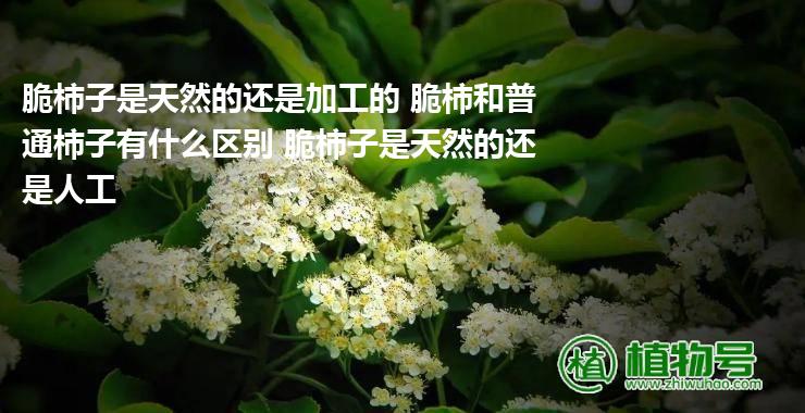 脆柿子是天然的还是加工的 脆柿和普通柿子有什么区别 脆柿子是天然的还是人工