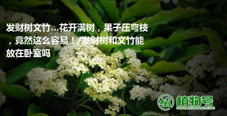 发财树文竹…花开满树，果子压弯枝，竟然这么容易！/发财树和文竹能放在卧室吗