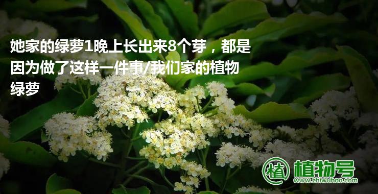 她家的绿萝1晚上长出来8个芽，都是因为做了这样一件事/我们家的植物绿萝