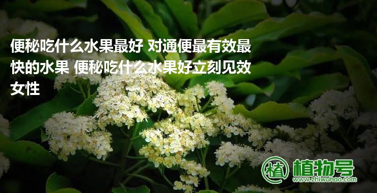 便秘吃什么水果最好 对通便最有效最快的水果 便秘吃什么水果好立刻见效女性