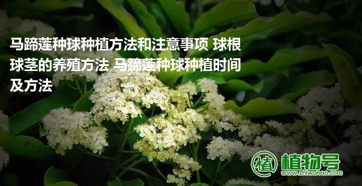 马蹄莲种球种植方法和注意事项 球根球茎的养殖方法 马蹄莲种球种植时间及方法