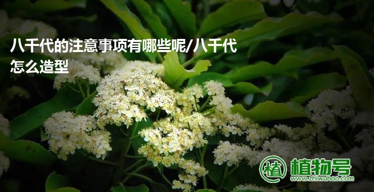 八千代的注意事项有哪些呢/八千代怎么造型