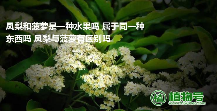 凤梨和菠萝是一种水果吗 属于同一种东西吗 凤梨与菠萝有区别吗