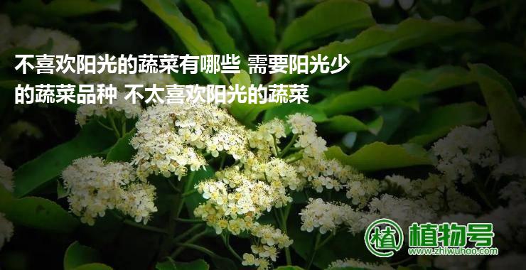 不喜欢阳光的蔬菜有哪些 需要阳光少的蔬菜品种 不太喜欢阳光的蔬菜