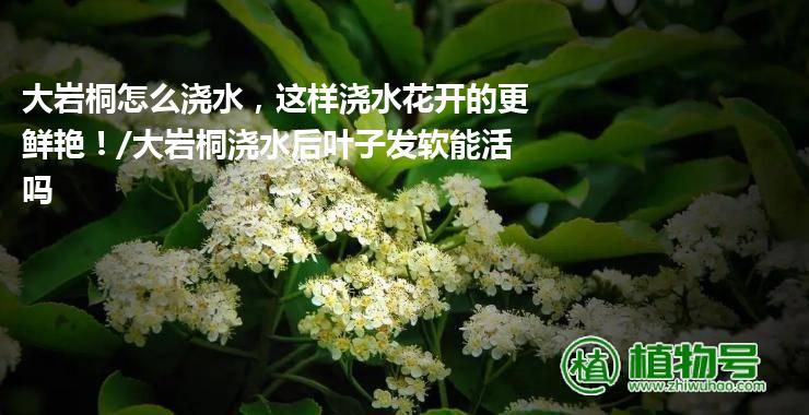 大岩桐怎么浇水，这样浇水花开的更鲜艳！/大岩桐浇水后叶子发软能活吗