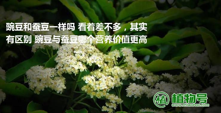 豌豆和蚕豆一样吗 看着差不多，其实有区别 豌豆与蚕豆哪个营养价值更高