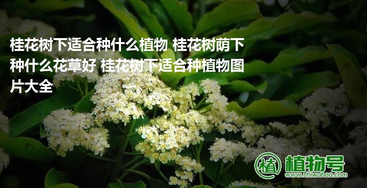 桂花树下适合种什么植物 桂花树荫下种什么花草好 桂花树下适合种植物图片大全