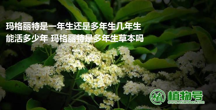 玛格丽特是一年生还是多年生几年生 能活多少年 玛格丽特是多年生草本吗