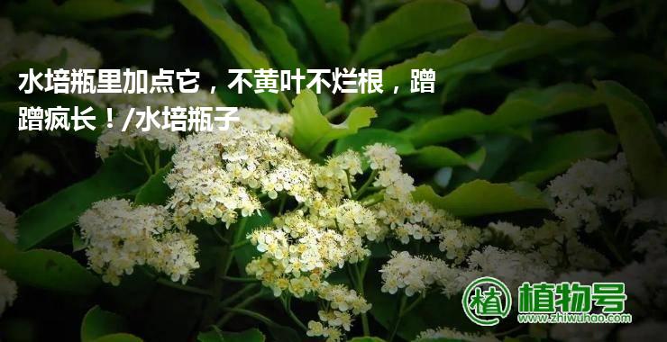 水培瓶里加点它，不黄叶不烂根，蹭蹭疯长！/水培瓶子