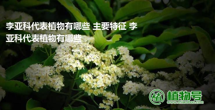 李亚科代表植物有哪些 主要特征 李亚科代表植物有哪些