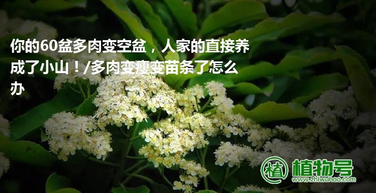 你的60盆多肉变空盆，人家的直接养成了小山！/多肉变瘦变苗条了怎么办