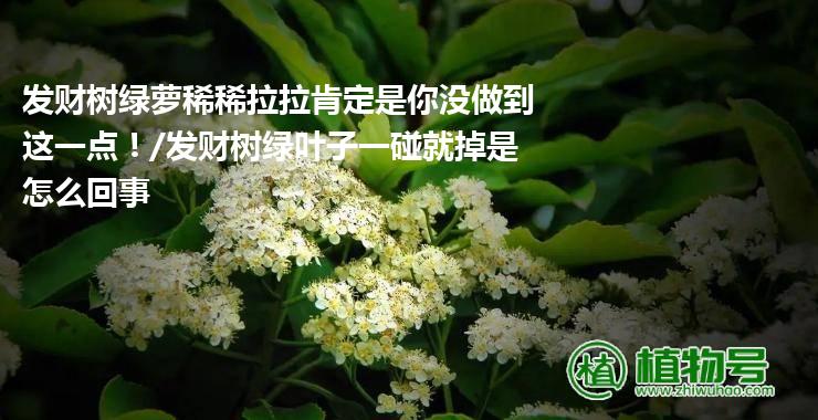 发财树绿萝稀稀拉拉肯定是你没做到这一点！/发财树绿叶子一碰就掉是怎么回事