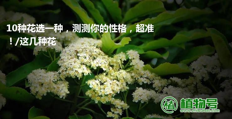 10种花选一种，测测你的性格，超准！/这几种花