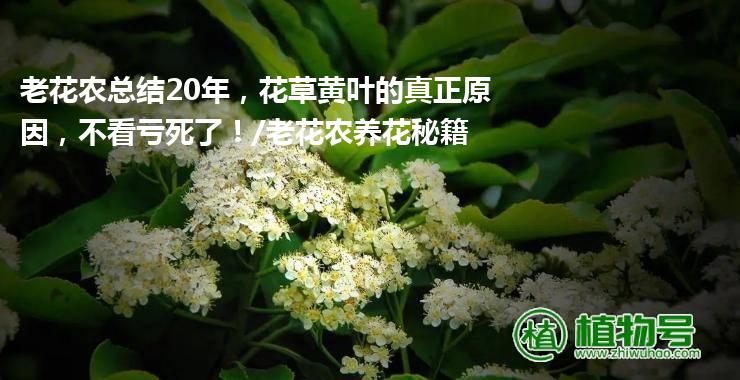 老花农总结20年，花草黄叶的真正原因，不看亏死了！/老花农养花秘籍