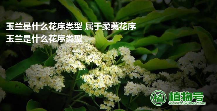 玉兰是什么花序类型 属于柔荑花序 玉兰是什么花序类型