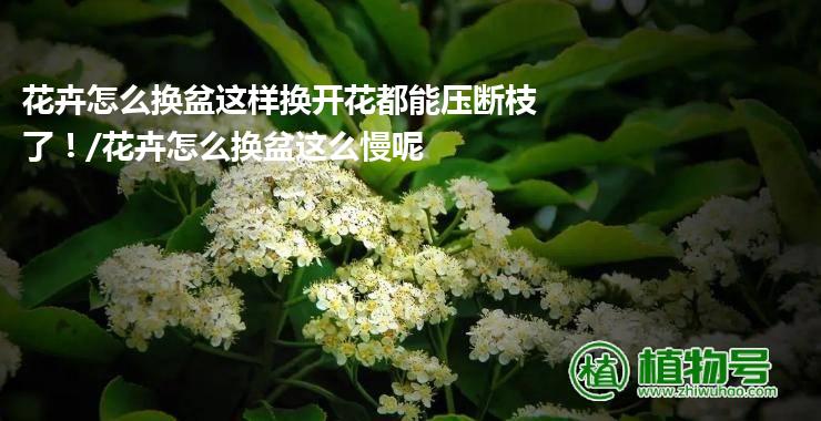 花卉怎么换盆这样换开花都能压断枝了！/花卉怎么换盆这么慢呢